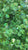 Lentejuelas facetada N6 verde irisado