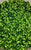 Micropaite verde claro