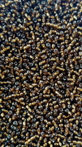 Mostacilla marrón brillante