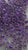 Mostacilla violeta transparente